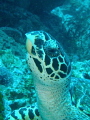   saw this turtle was able get close enough my Olympus tough camera take shot his head he looked eating meal soft coral. coral  
